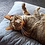 cat, gray_tabby, pet, indoor, cushion, quilted, relaxed, paw, fur, whiskers, yellow_eyes, curious, closeup, feline, resting, cozy, carpet, collar, domestic_animal, animal