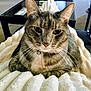 Chloe joined the competition — help win amazing prizes! cat, tabby, pet, indoor, blanket, fluffy, relaxed, collar, bell, fur, whiskers, face, ears, furniture, carpet, table, home, cozy, comfort, closeup
