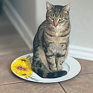 Chloe is registered to the contest to win money with this photo: animal, calm, cat, curious, domestic, ears, floor, fur, household, indoor, pet, plate, quiet, sitting, striped, sunflower, tabby, tail, tile, whiskers