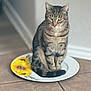 animal, calm, cat, curious, domestic, ears, floor, fur, household, indoor, pet, plate, quiet, sitting, striped, sunflower, tabby, tail, tile, whiskers