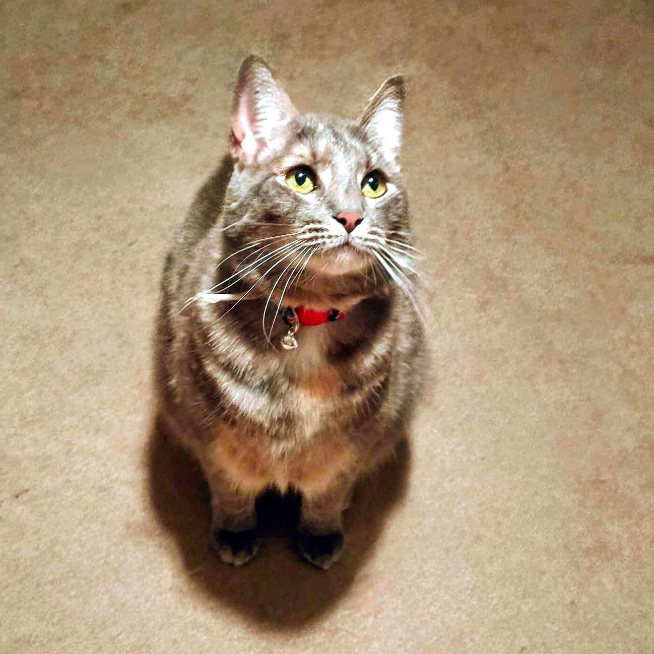 Chloe is registered to the contest to win money with this photo: animal, attention, carpet, cat, collar, companion, curious, cute, domestic_cat, feline, fur, green_eyes, indoor, looking_up, mammal, pet, shadow, sitting, tabby_cat, whiskers