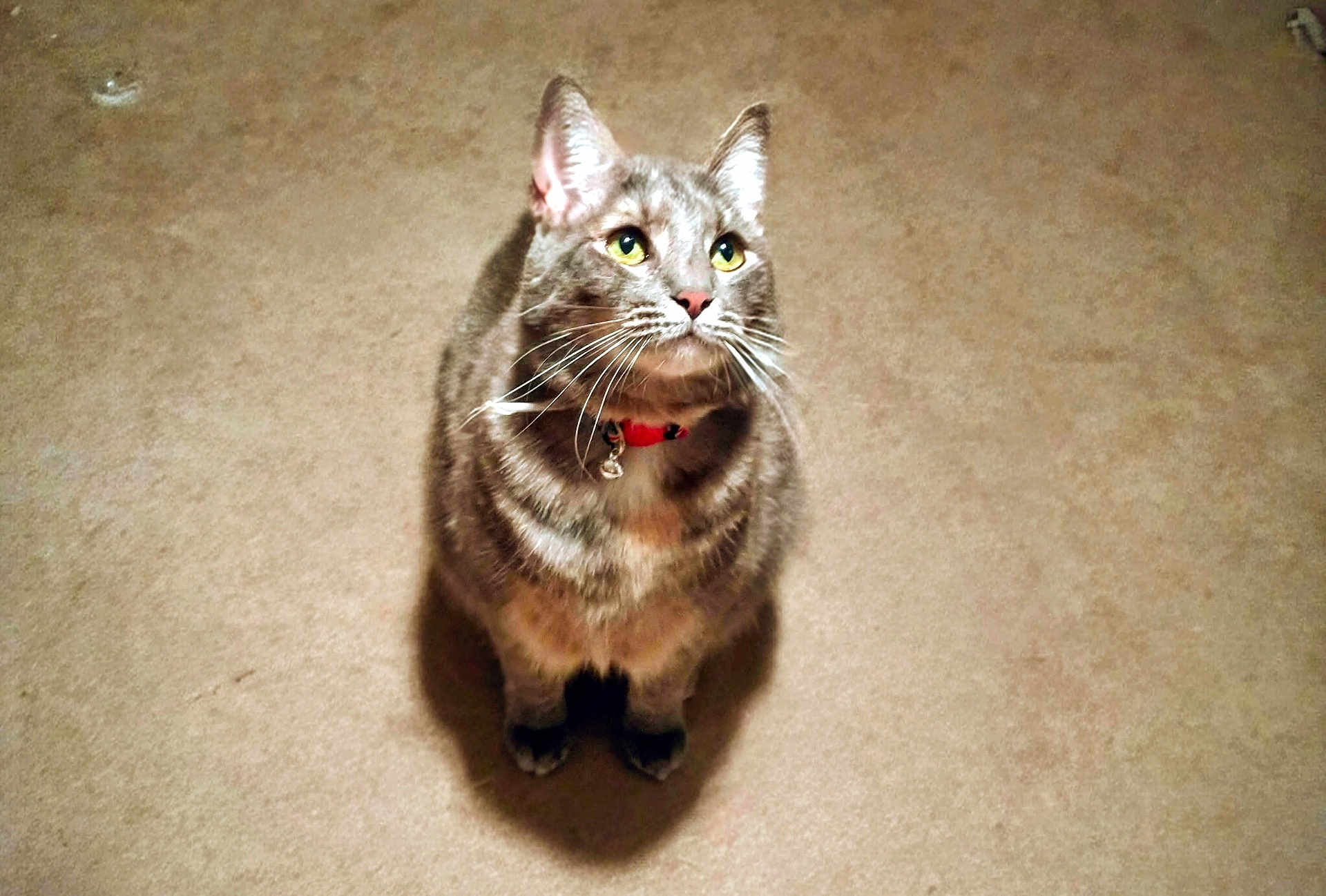 Chloe is registered to the contest to win money with this photo: cat, tabby_cat, pet, indoor, carpet, feline, animal, whiskers, collar, green_eyes, sitting, looking_up, cute, domestic_cat, fur, shadow, attention, curious, mammal, companion