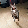 cat, tabby, pet, indoor, playing, toy, collar, tile_floor, shadow, curious, feline, whiskers, paw, looking_up, domestic_animal, cute, animal, action, focus, fun