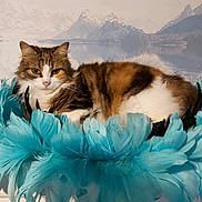 Caline a rejoint le concours — aidez-le/la à gagner de superbes lots ! cat, calico, feathers, turquoise, furry, pet, animal, indoor, relaxed, resting, mural, mountains, lake, background, soft, cozy, furniture, closeup, portrait, cute