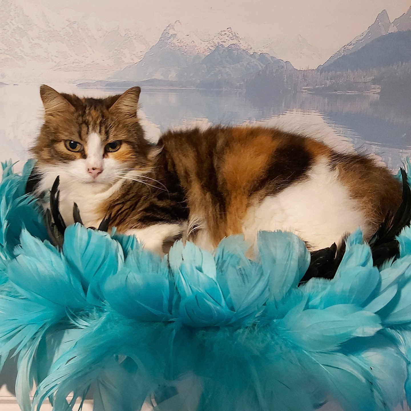 Caline a rejoint le concours — aidez-le/la à gagner de superbes lots ! animal, background, calico, cat, closeup, cozy, cute, feathers, furniture, furry, indoor, lake, mountains, mural, pet, portrait, relaxed, resting, soft, turquoise