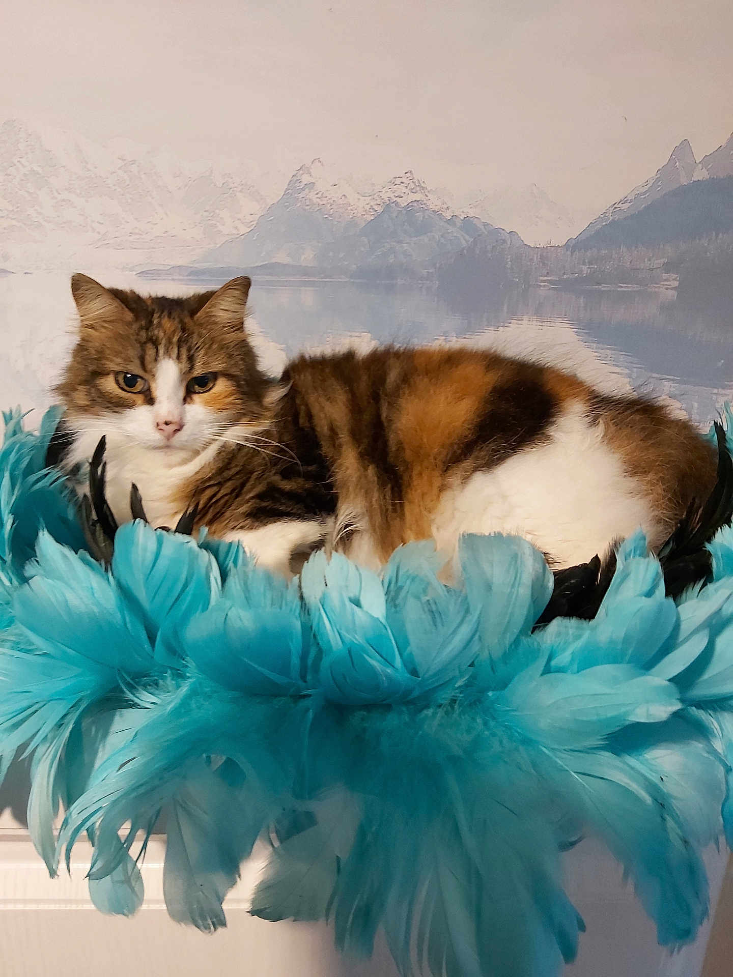 Caline a rejoint le concours — aidez-le/la à gagner de superbes lots ! cat, calico, feathers, turquoise, furry, pet, animal, indoor, relaxed, resting, mural, mountains, lake, background, soft, cozy, furniture, closeup, portrait, cute