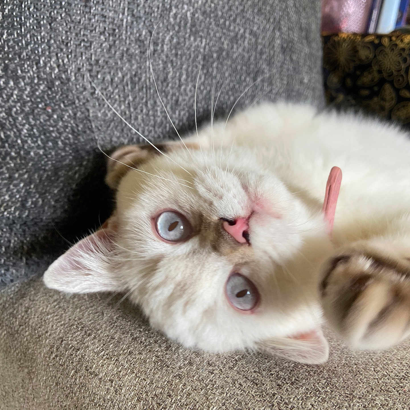 Bonita is registered to the contest to win money with this photo: angora, animal, armchair, bodypart, cat, chair, couch, cushion, face, furniture, head, homedecor, kitten, manx, mouth, person, pet, photography, portrait, siamese