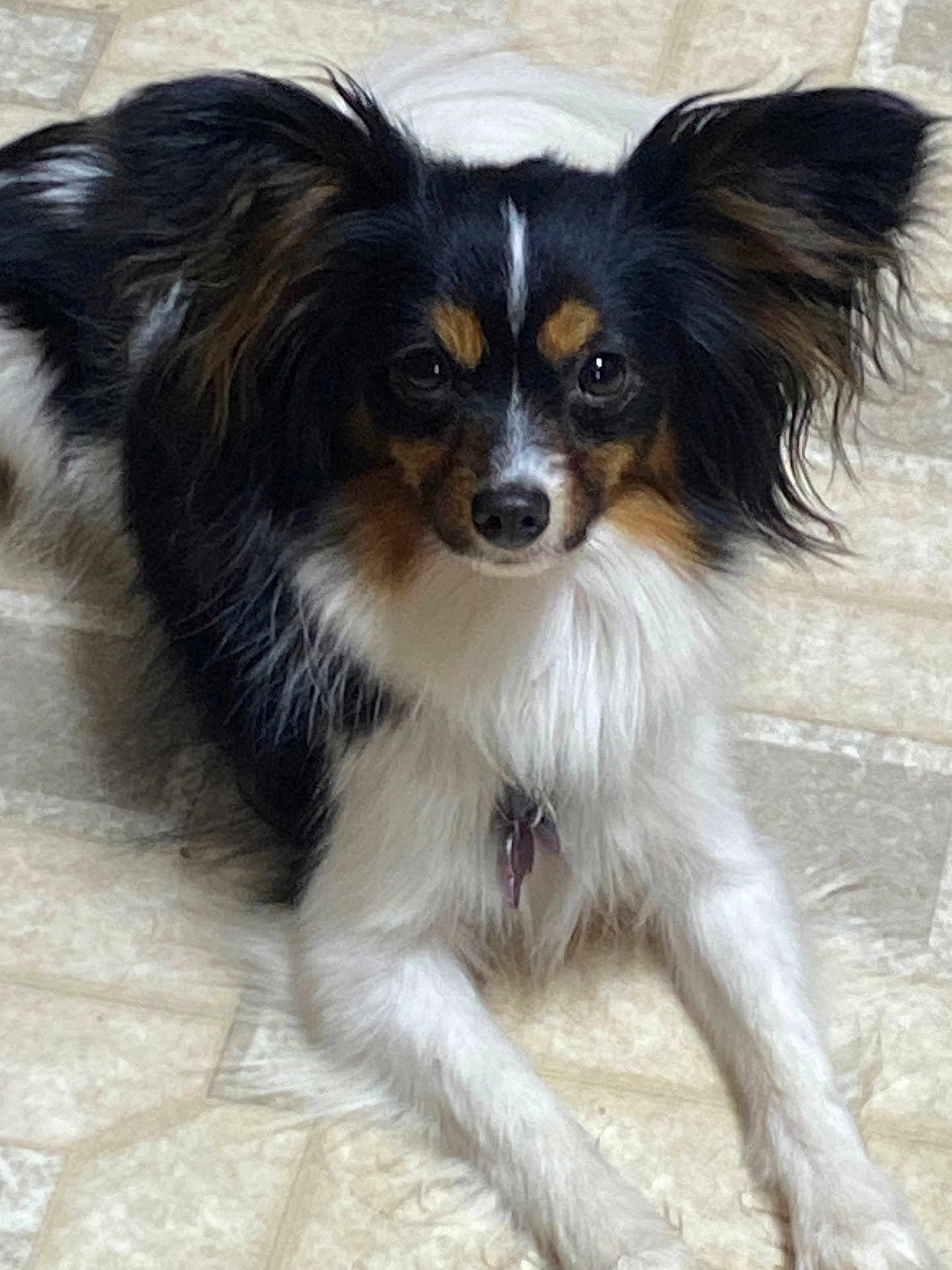 Fifi joined the competition — help win amazing prizes! dog, small_dog, long_ears, black_and_white, fluffy_fur, pet, animal, indoor, floor, curious, calm, looking_at_camera, lying_down, medium_fur, ears, canine, domestic_animal, companion, cute, portrait