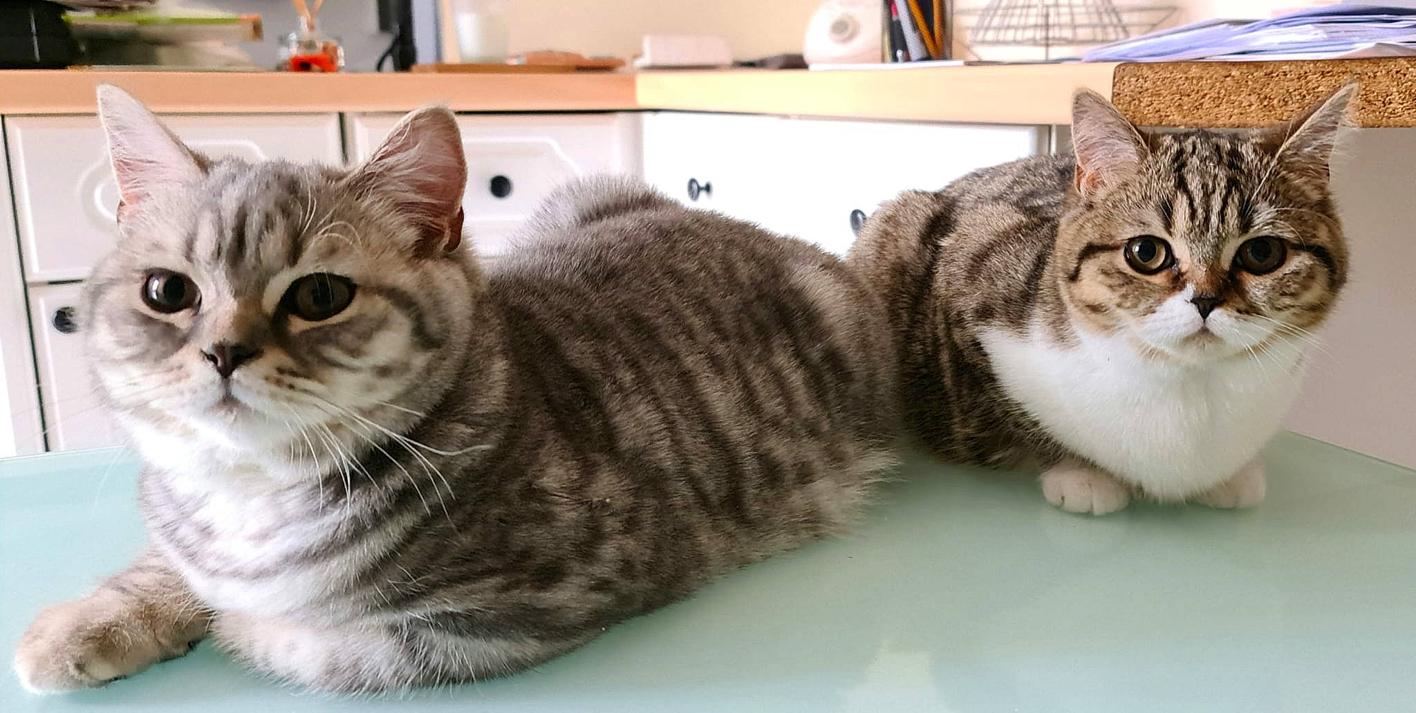 Theo participe au concours pour gagner de l'argent avec cette photo : carnivore, cat, domestic_short_haired_cat, felidae, fur, paw, small_to_medium_sized_cats, snout, tail, whiskers