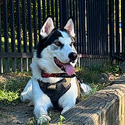 Anubis is registered to the contest to win money with this photo: animal, canine, closeup, collar, dirt, dog, ears_up, fence, grass, happy, harness, husky, nature, outdoor, pet, resting, summer, sunlight, tongue_out, wood