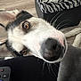 Anubis joined the competition — help win amazing prizes! dog, pet, indoor, closeup, curious, nose, floor, zebra_print, ottoman, brown_eyes, whiskers, fur, black_and_white, canine, animal, playful, home, carpet, remote_control, blanket