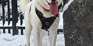 Anubis is registered to the contest to win money with this photo: dog, husky, snow, outdoor, pet, tongue_out, harness, collar, fence, winter, animal, canine, happy, nature, forest, playful, fur, portrait, standing, cold