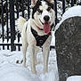dog, husky, snow, outdoor, pet, tongue_out, harness, collar, fence, winter, animal, canine, happy, nature, forest, playful, fur, portrait, standing, cold