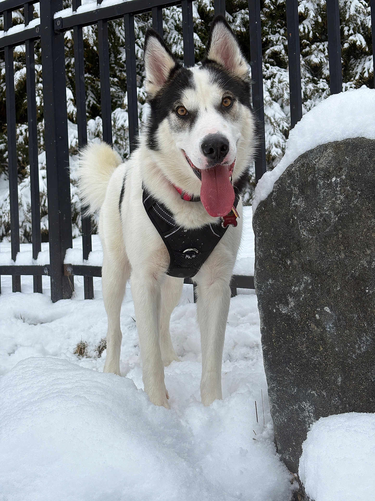 Anubis is registered to the contest to win money with this photo: dog, husky, snow, outdoor, pet, tongue_out, harness, collar, fence, winter, animal, canine, happy, nature, forest, playful, fur, portrait, standing, cold