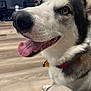 Anubis joined the competition — help win amazing prizes! dog, husky, pet, tongue_out, happy, indoor, closeup, animal, canine, flooring, collar, living_room, fur, brown_eyes, snout, whiskers, domestic_animal, portrait, mammal, companion