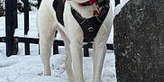 Anubis is registered to the contest to win money with this photo: alert, animal, black_and_white, canine, cold, collar, daylight, dog, fence, fur, harness, nature, outdoor, pet, rock, snow, standing, tongue_out, tree, winter