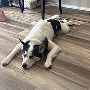 Anubis is registered to the contest to win money with this photo: dog, indoor, wooden_floor, black_and_white, resting, sprawled, pet, chair, furniture, flooring, relaxed, canine, domestic_animal, home, sleeping, animal, quiet, calm, laying_down, companion