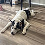 dog, indoor, wooden_floor, black_and_white, resting, sprawled, pet, chair, furniture, flooring, relaxed, canine, domestic_animal, home, sleeping, animal, quiet, calm, laying_down, companion