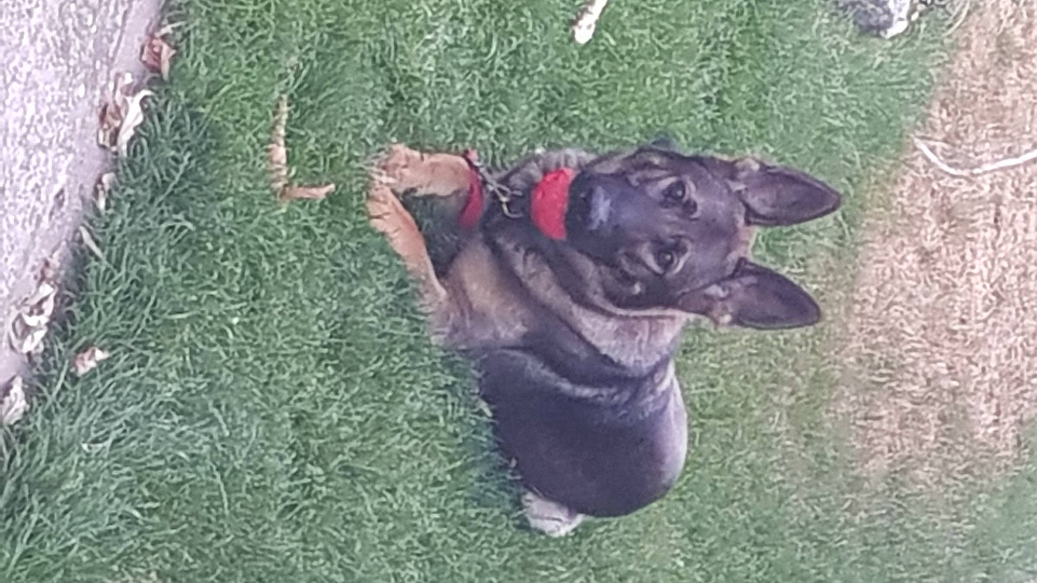 Rambo participe au concours pour gagner de l'argent avec cette photo : carnivore, collar, companion_dog, dog, dog_breed, dog_collar, grass, groundcover, guard_dog, pet_supply, plant, shrub, snout, sporting_group, tail, terrestrial_animal, toy_dog, whiskers, working_animal, working_dog