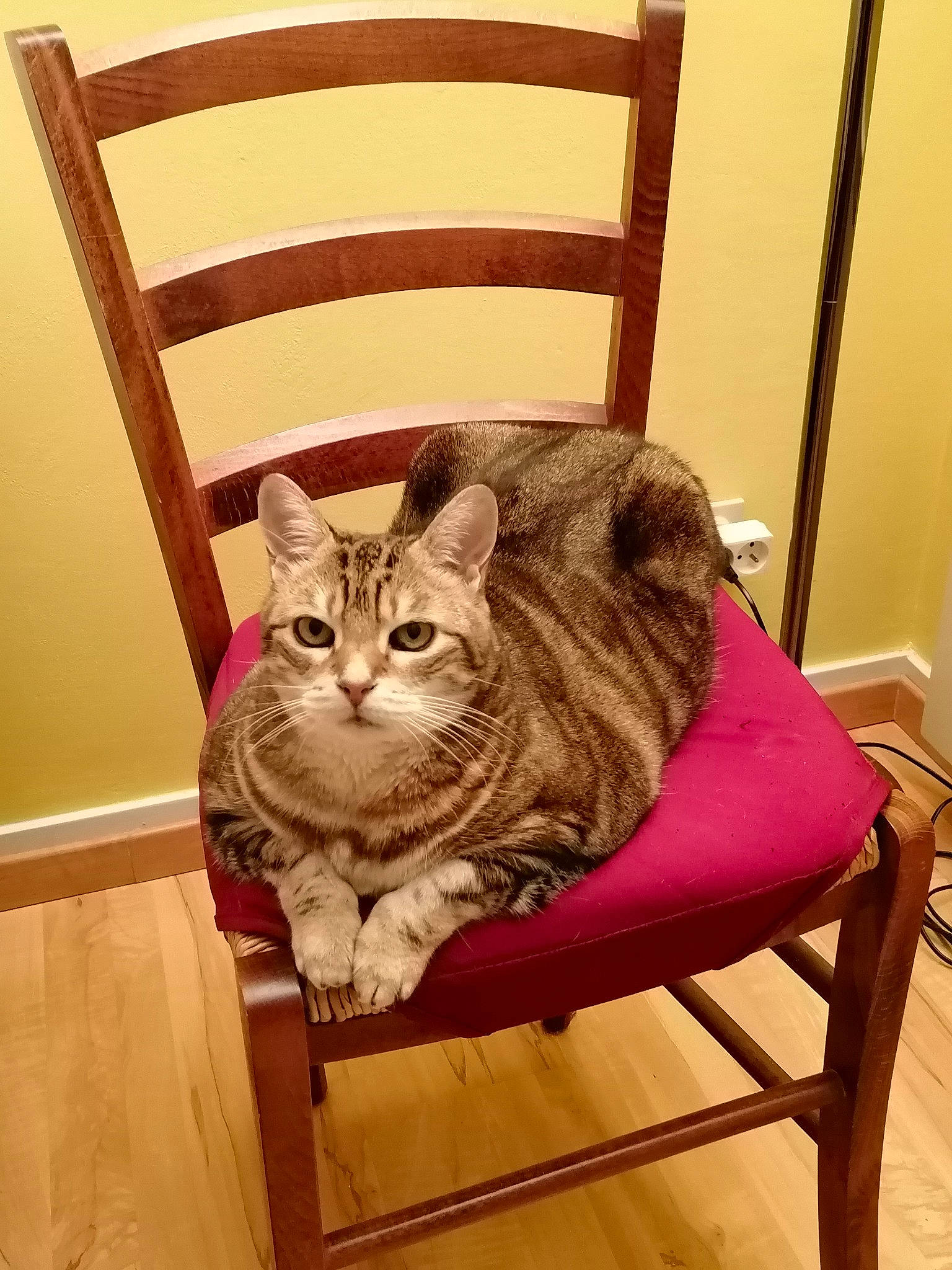 Chloé participe au concours pour gagner de l'argent avec cette photo : carnivore, cat, cat_supply, chair, comfort, domestic_short_haired_cat, eye, fawn, felidae, floor, flooring, furniture, glasses, hardwood, small_to_medium_sized_cats, snout, tail, whiskers, window, wood