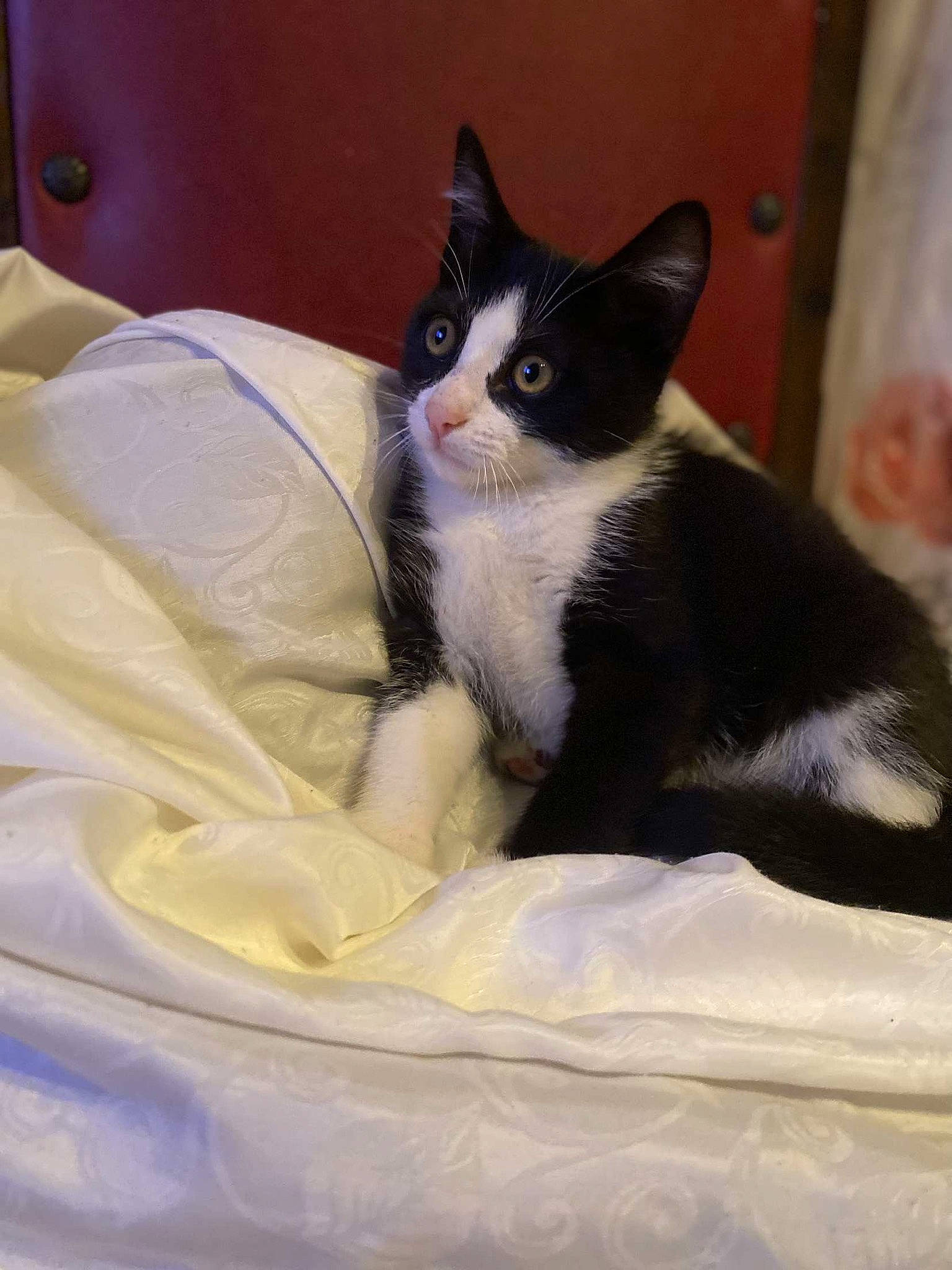 Noupy participe au concours pour gagner de l'argent avec cette photo : box, cardboard, carnivore, cat, cat_supply, comfort, domestic_short_haired_cat, felidae, formal_wear, fur, packaging_and_labeling, paw, pet_supply, small_to_medium_sized_cats, snout, tail, whiskers