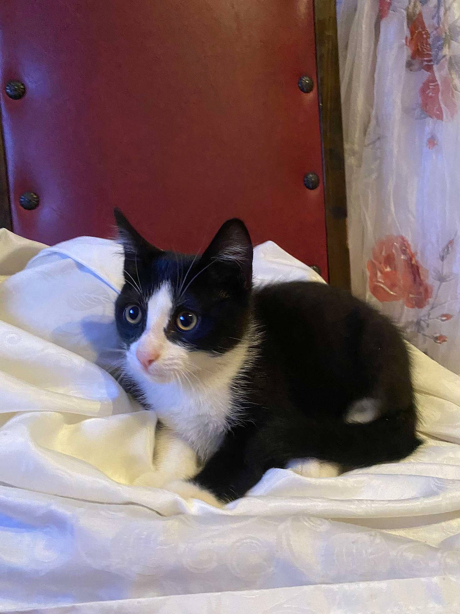 Noupy a rejoint le concours — aidez-le/la à gagner de superbes lots ! bedding, box, cardboard, carnivore, cat, cat_supply, comfort, domestic_short_haired_cat, felidae, fur, linens, packaging_and_labeling, paper_product, pet_supply, room, small_to_medium_sized_cats, snout, tail, whiskers, window