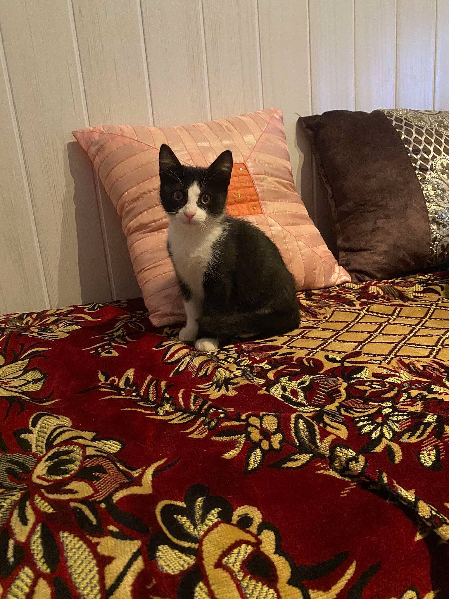 Noupy participe au concours pour gagner de l'argent avec cette photo : bedding, brown, carnivore, cat, comfort, fawn, felidae, floor, flooring, fur, grey, hardwood, linens, pattern, room, small_to_medium_sized_cats, tail, tints_and_shades, whiskers, wood