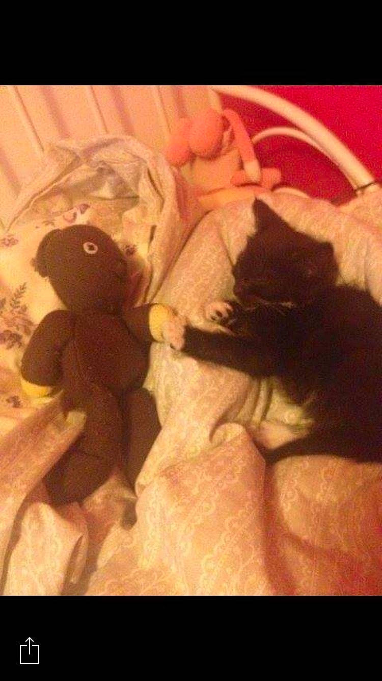 Daryl joined the competition — help win amazing prizes! stuffed_toy, teddy_bear, toy