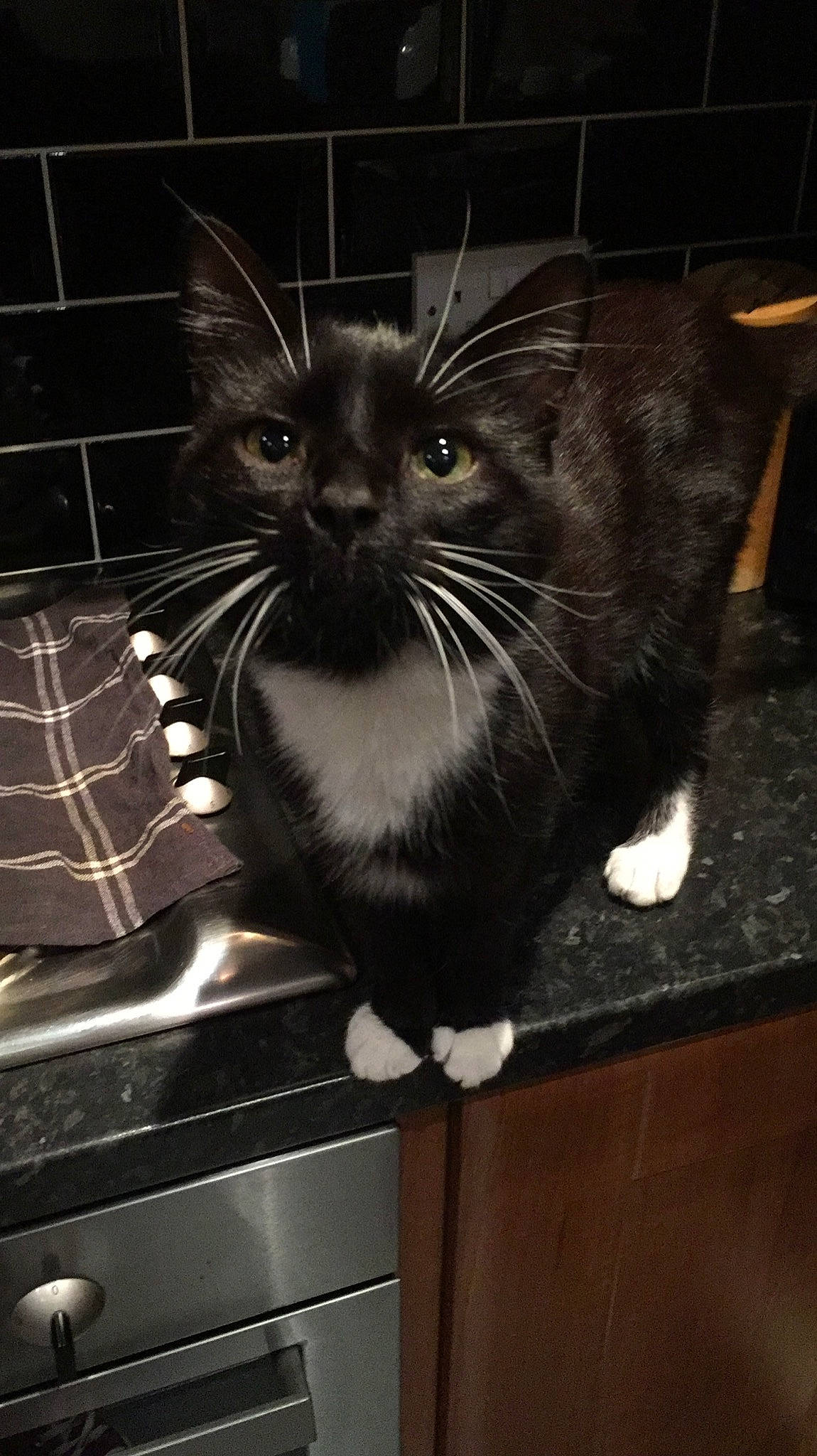 Daryl joined the competition — help win amazing prizes! asian, black, black_cat, carnivore, cat, domestic_short_haired_cat, european_shorthair, felidae, fur, kitten, mammal, small_to_medium_sized_cats, snout, tile, whiskers