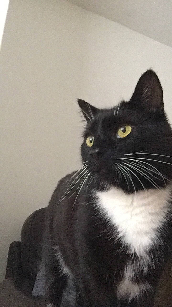 Daryl is registered to the contest to win money with this photo: asian, black, black_and_white, black_cat, bombay, carnivore, cat, domestic_long_haired_cat, domestic_short_haired_cat, european_shorthair, eye, felidae, fur, mammal, norwegian_forest_cat, polydactyl_cat, small_to_medium_sized_cats, snout, vertebrate, whiskers