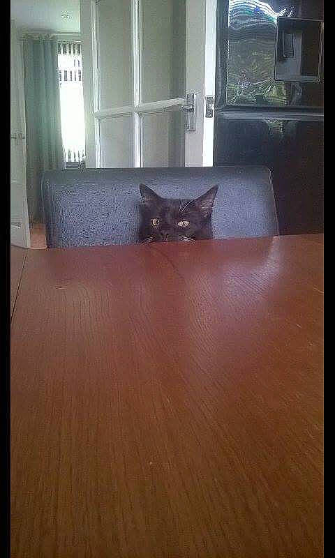 Daryl is registered to the contest to win money with this photo: cat, felidae, floor, flooring, hardwood, home, interior_design, laminate_flooring, plywood, property, room, small_to_medium_sized_cats, tile, wood, wood_flooring, wood_stain