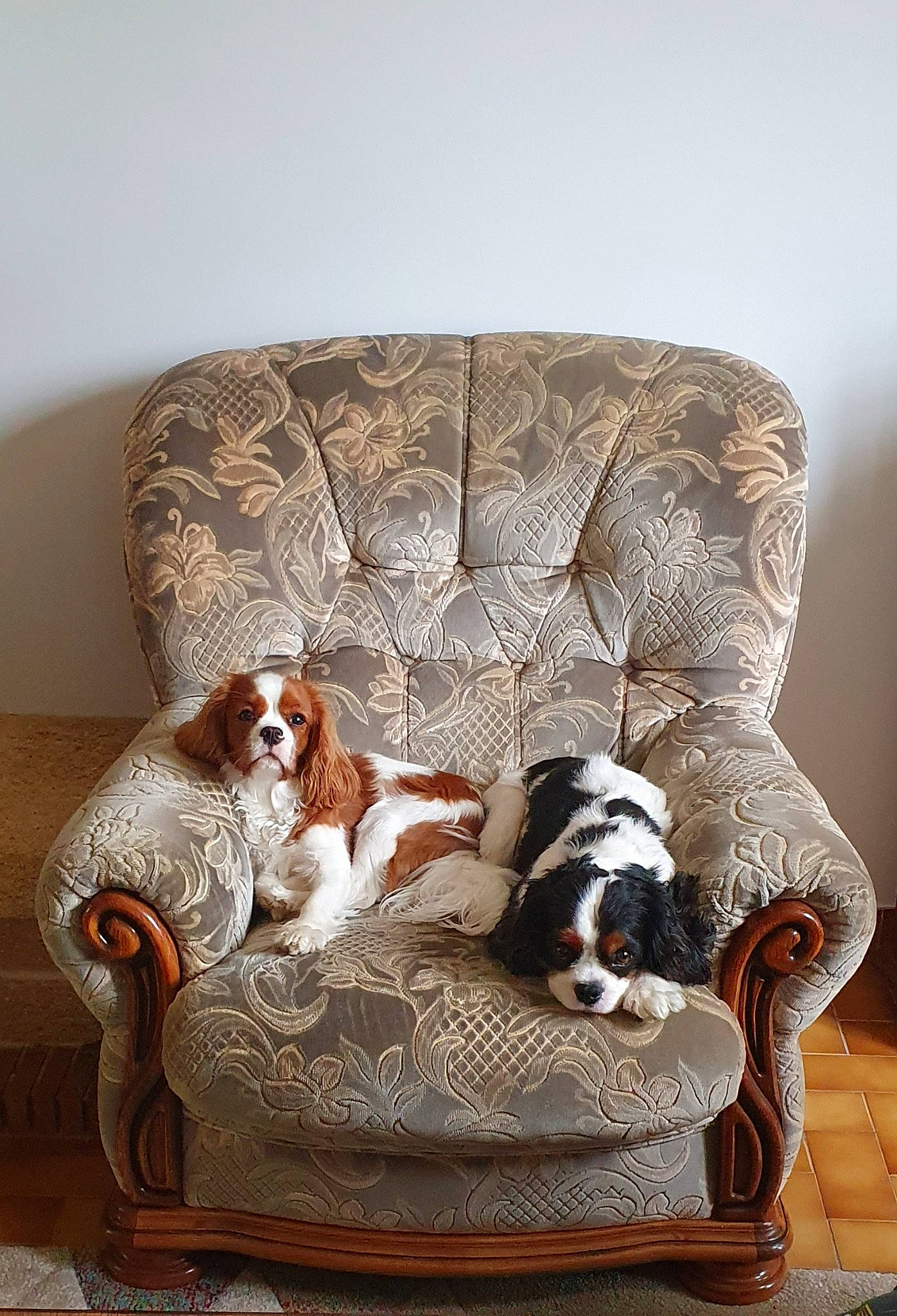 Rêvi participe au concours pour gagner de l'argent avec cette photo : bored, carnivore, club_chair, comfort, companion_dog, couch, dog, dog_breed, dog_supply, fawn, flooring, furniture, hardwood, liver, living_room, pet_supply, sporting_group, studio_couch, wood, working_animal