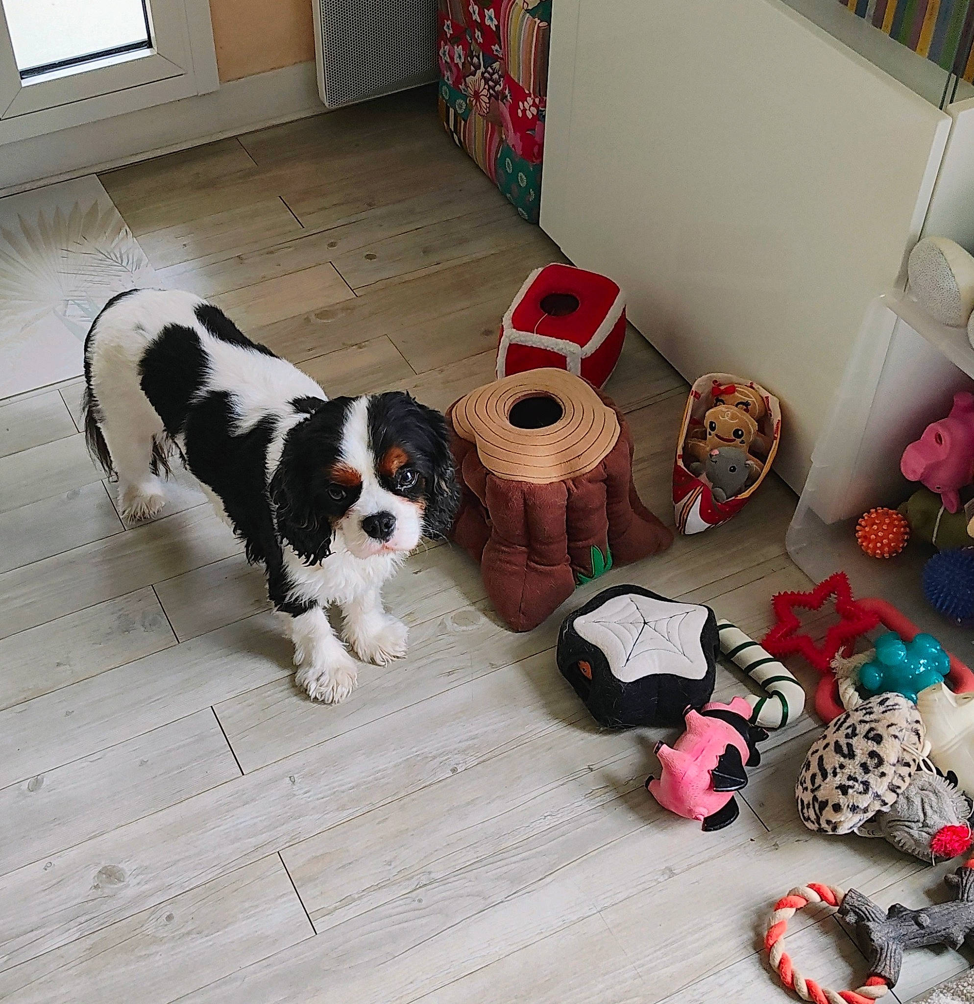 Rêvi participe au concours pour gagner de l'argent avec cette photo : bag, canidae, carmine, carnivore, cavalier_king_charles_spaniel, companion_dog, dog, dog_breed, fashion_accessory, floor, flooring, living_room, luggage_and_bags, picture_frame, spaniel, sporting_group, toy, toy_dog, window, wood