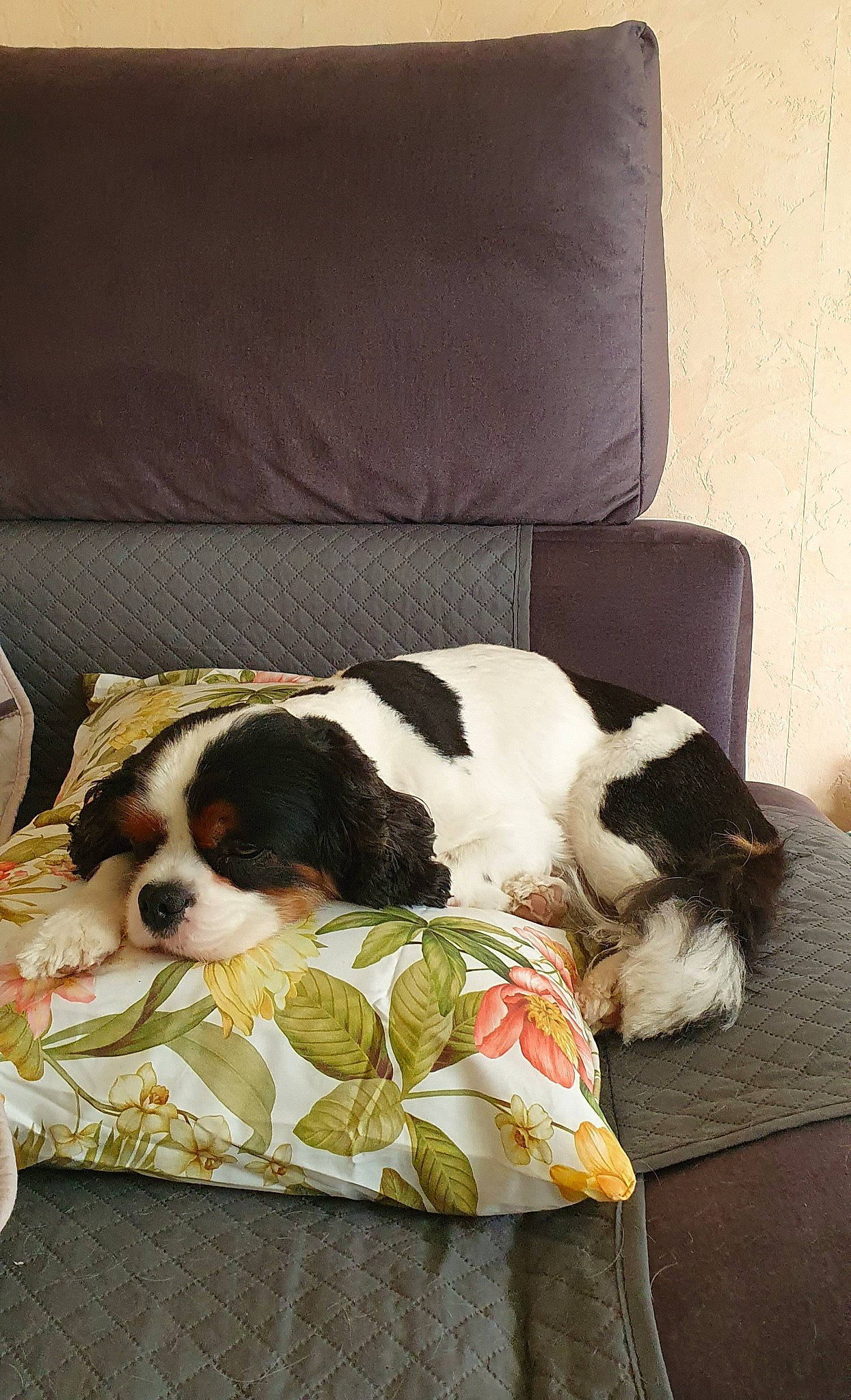 Rêvi a rejoint le concours — aidez-le/la à gagner de superbes lots ! bored, canidae, carnivore, cavalier_king_charles_spaniel, comfort, companion_dog, couch, dog, dog_breed, gun_dog, linens, nap, scent_hound, sporting_group, terrestrial_animal, toy_dog, working_animal