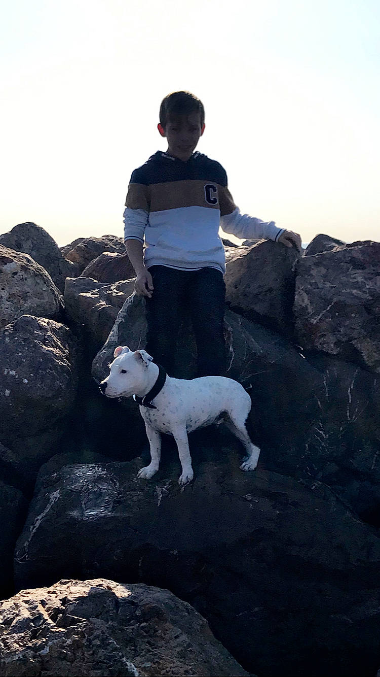 Pitt a rejoint le concours — aidez-le/la à gagner de superbes lots ! canidae, carnivore, dog, dog_breed, dogo_argentino, guard_dog, mammal, non_sporting_group, rock, vertebrate