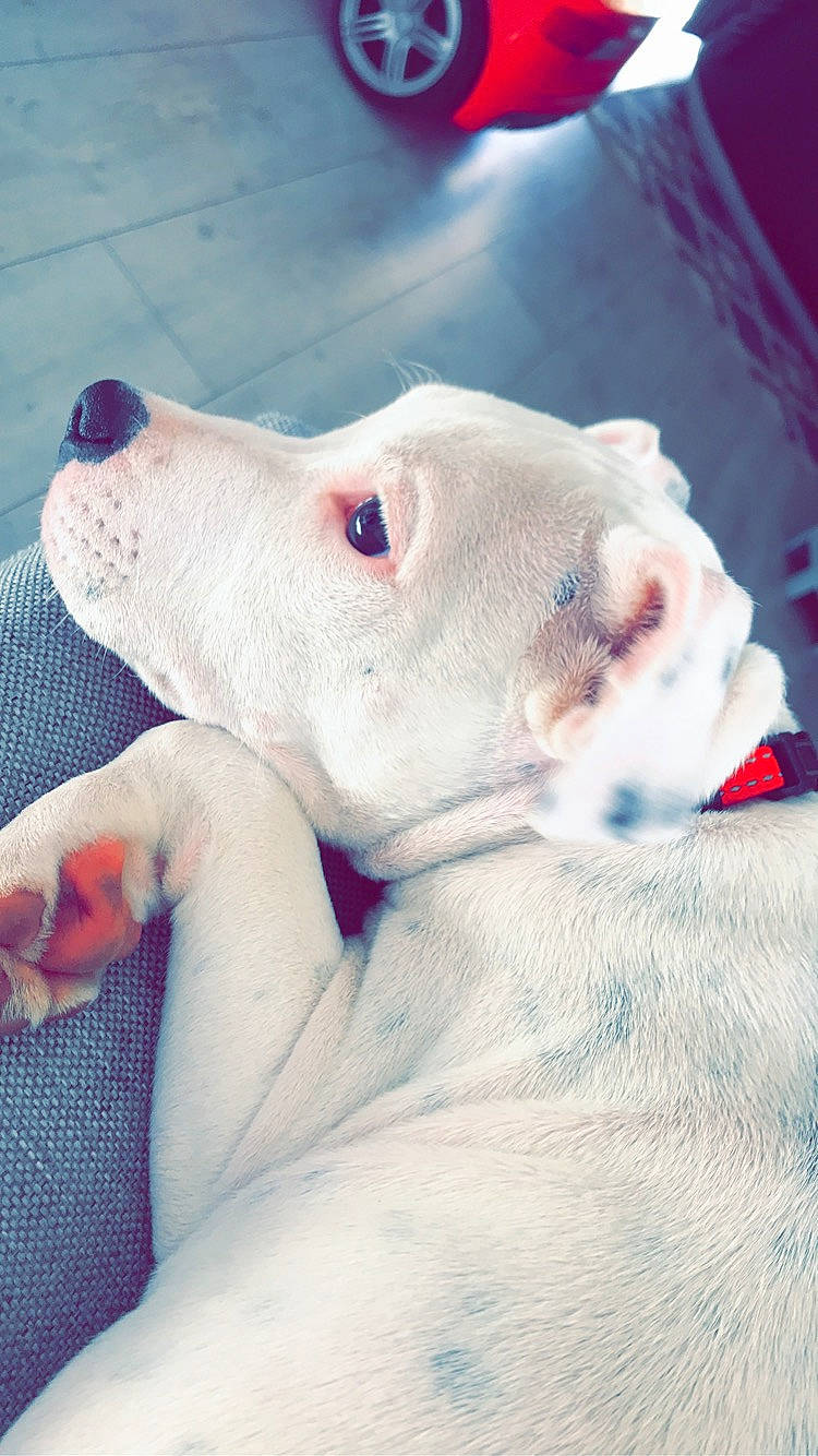 Pitt a rejoint le concours — aidez-le/la à gagner de superbes lots ! american_pit_bull_terrier, bulldog, canidae, carnivore, companion_dog, dog, dog_breed, dogo_argentino, dogo_guatemalteco, ear, guard_dog, mammal, non_sporting_group, nose, pit_bull, puppy, rare_breed_dog, skin, snout, vertebrate