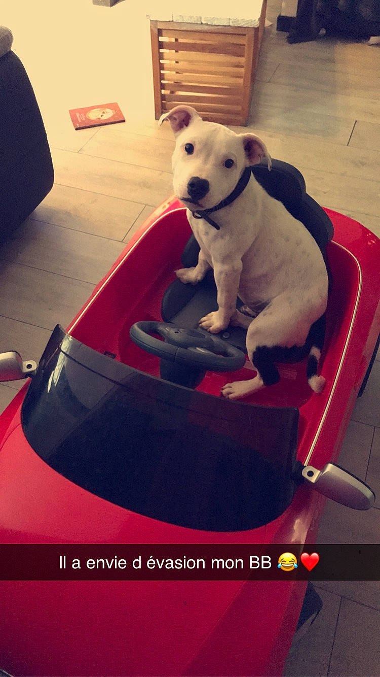 Pitt a rejoint le concours — aidez-le/la à gagner de superbes lots ! canidae, carnivore, chair, companion_dog, dog, dog_breed, non_sporting_group, photo_caption, puppy, vehicle