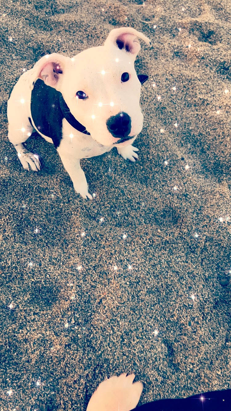 Pitt a rejoint le concours — aidez-le/la à gagner de superbes lots ! american_pit_bull_terrier, american_staffordshire_terrier, canidae, carnivore, companion_dog, dog, dog_breed, fawn, mammal, non_sporting_group, nose, pit_bull, puppy, sky, snout