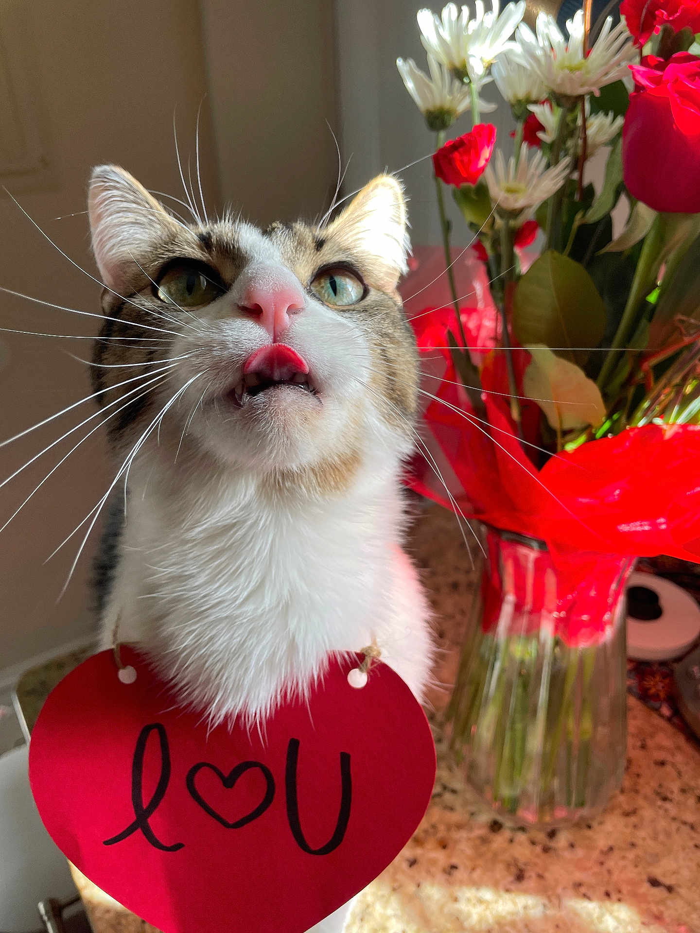 Napoleon joined the competition — help win amazing prizes! cat, tabby_cat, pet, whiskers, tongue_out, heart_tag, flowers, bouquet, flower_vase, vase, countertop, closeup, portrait, green_eyes, pink_nose, sunlight, indoor, love_note, red_wrapping, granite_countertop