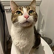 Napoleon joined the competition — help win amazing prizes! cat, feline, pet, toilet, bathroom, toilet_seat, green_eyes, whiskers, pink_nose, indoor, portrait, close_up, sitting, looking_up, fur, white_fur, brown_fur, household_item, toilet_brush, trash_can