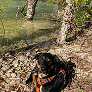 Maya participe au concours pour gagner de l'argent avec cette photo : dog, outdoor, nature, river, rocks, water, tree, sunlight, animal, pet, harness, black_and_tan, relaxing, calm, greenery, riverbank, daylight, canine, scenery, wildlife