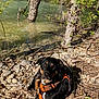 dog, outdoor, nature, river, rocks, water, tree, sunlight, animal, pet, harness, black_and_tan, relaxing, calm, greenery, riverbank, daylight, canine, scenery, wildlife