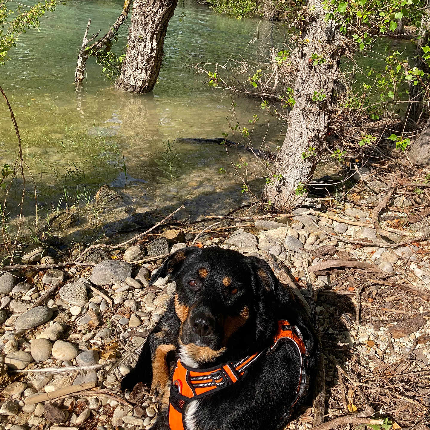 Maya participe au concours pour gagner de l'argent avec cette photo : animal, black_and_tan, calm, canine, daylight, dog, greenery, harness, nature, outdoor, pet, relaxing, river, riverbank, rocks, scenery, sunlight, tree, water, wildlife