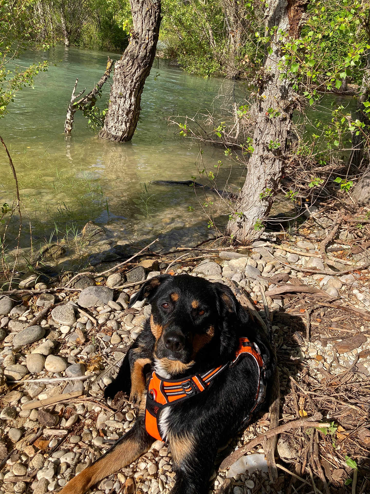 Maya participe au concours pour gagner de l'argent avec cette photo : dog, outdoor, nature, river, rocks, water, tree, sunlight, animal, pet, harness, black_and_tan, relaxing, calm, greenery, riverbank, daylight, canine, scenery, wildlife