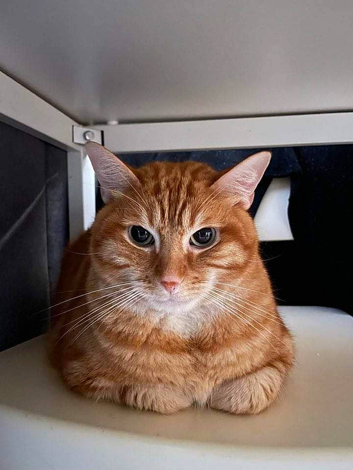 Tyson a rejoint le concours — aidez-le/la à gagner de superbes lots ! box, carnivore, cat, comfort, domestic_short_haired_cat, eye, fawn, felidae, flooring, fur, paw, sitting, small_to_medium_sized_cats, snout, tail, whiskers, window, wood