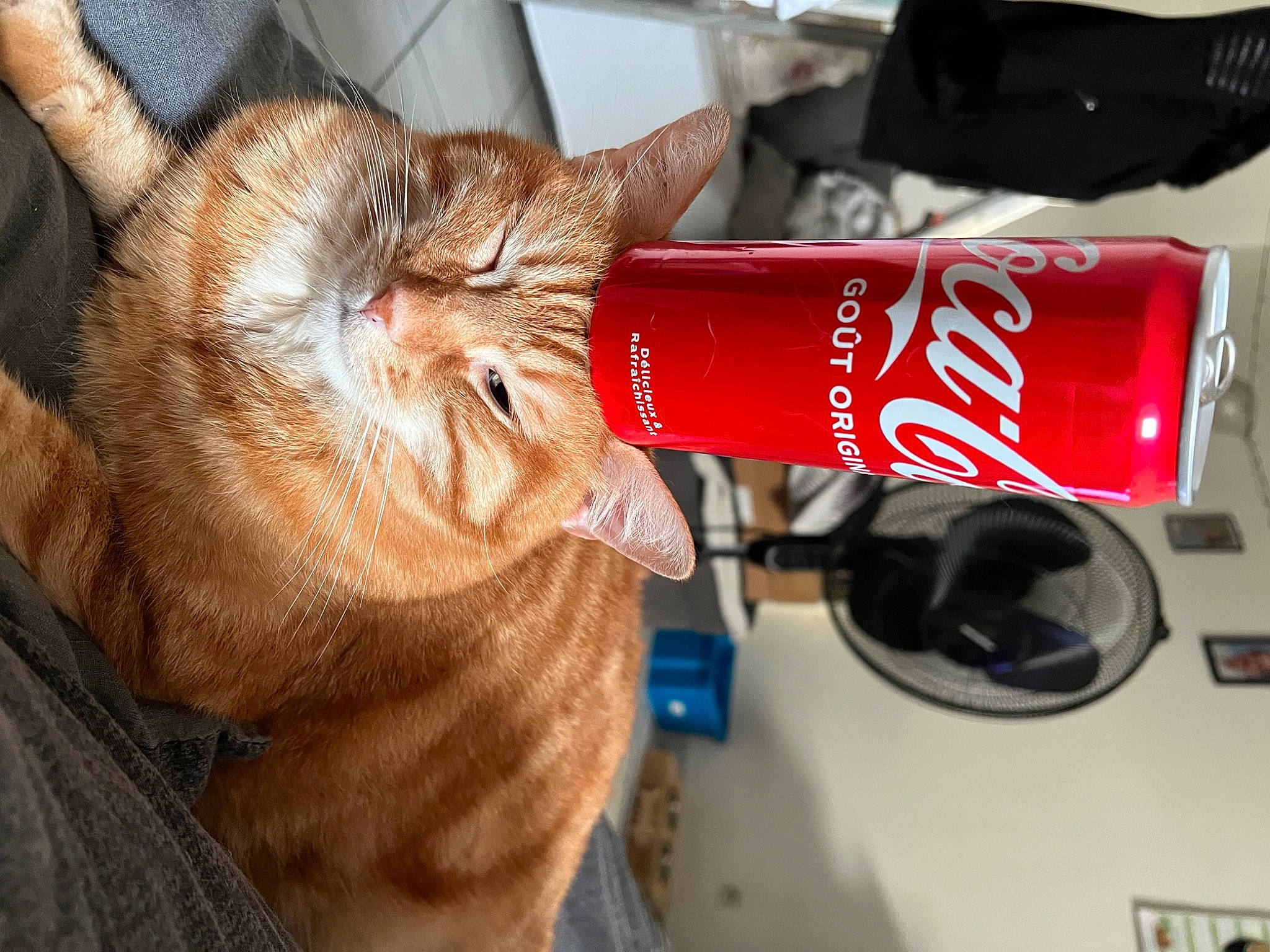 Tyson participe au concours pour gagner de l'argent avec cette photo : aluminum_can, bottle, carbonated_soft_drinks, carnivore, cat, domestic_short_haired_cat, drink, drinking, drinking_water, drinkware, felidae, fluid, fur, gesture, nail, small_to_medium_sized_cats, snout, soft_drink, water_bottle, whiskers