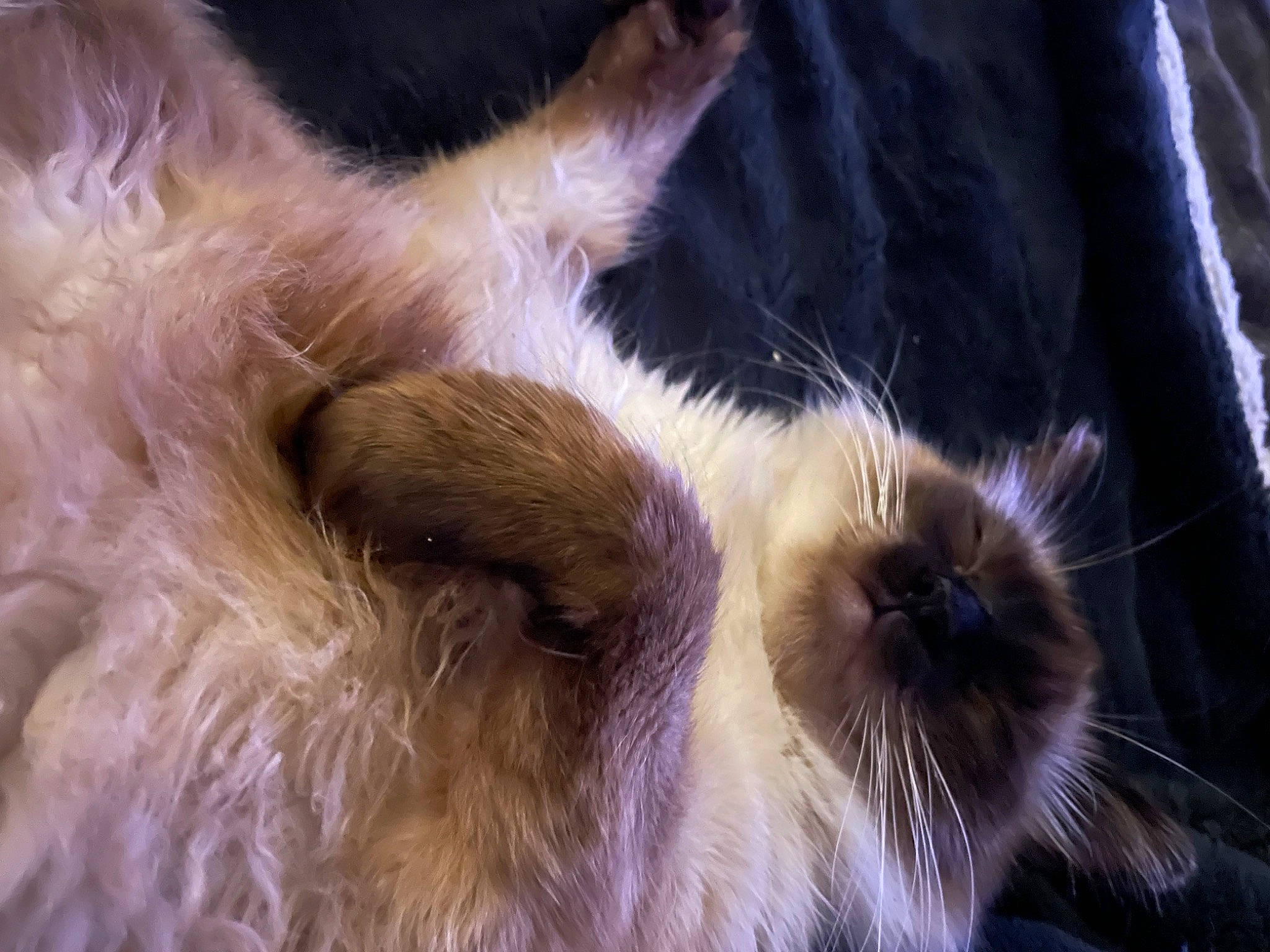 Chica a rejoint le concours — aidez-le/la à gagner de superbes lots ! canidae, carnivore, claw, companion_dog, dog, dog_breed, ear, eyelash, fawn, felidae, fur, liver, paw, small_to_medium_sized_cats, snout, sporting_group, tail, terrestrial_animal, whiskers, working_animal