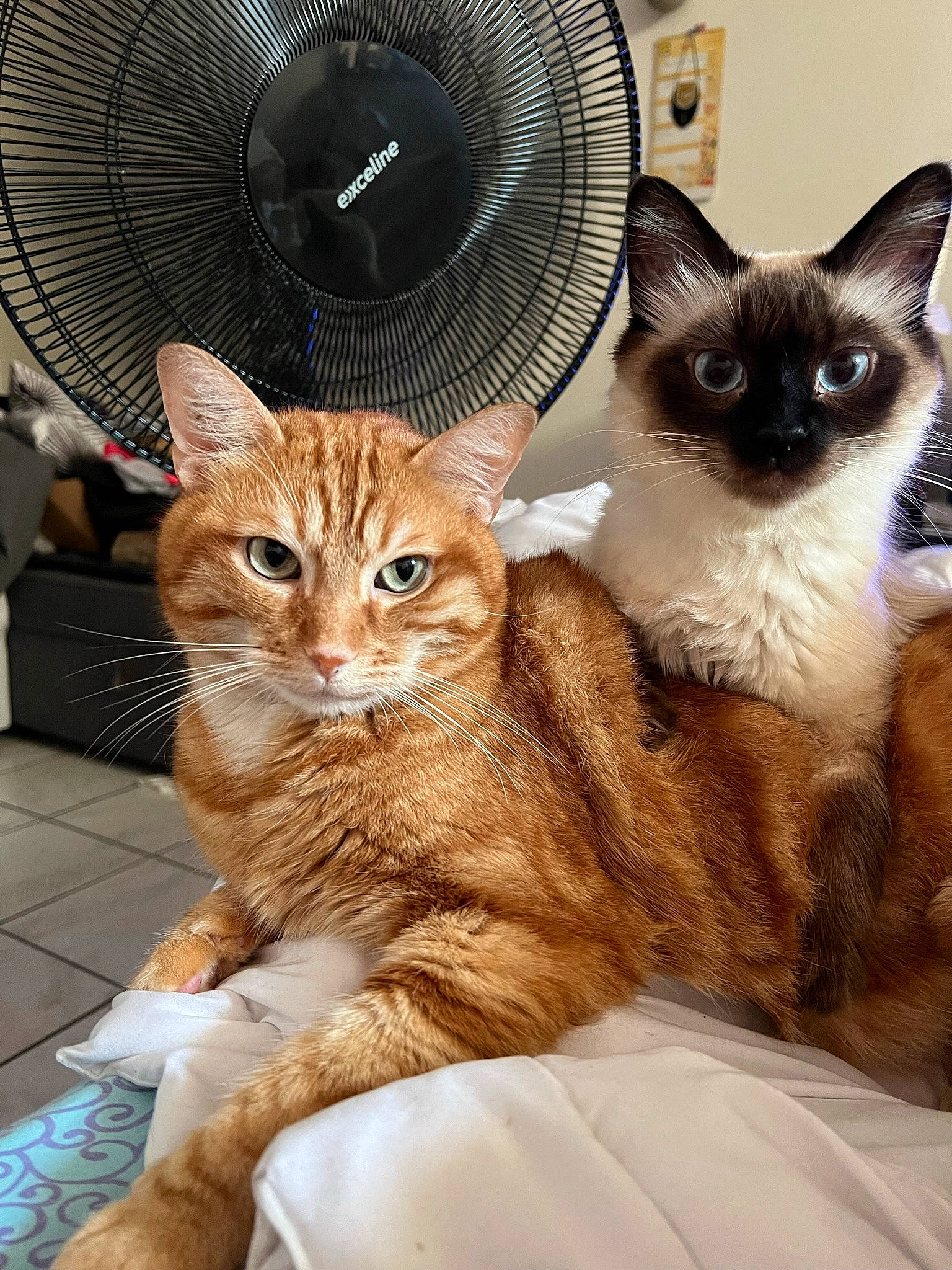 Chica a rejoint le concours — aidez-le/la à gagner de superbes lots ! automotive_tire, balinese, birman, carnivore, cat, comfort, domestic_short_haired_cat, fawn, felidae, fur, iris, mechanical_fan, paw, pet_supply, siamese, small_to_medium_sized_cats, snout, tail, thai, whiskers