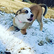 Zoe is registered to the contest to win money with this photo: animal, backyard, blue_eyes, canine, cheerful, collar, cute, dog, energetic, fur, grass, nature, outdoor, pet, playful, puppy, snow, tongue_out, winter, young_dog
