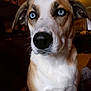 Zoe joined the competition — help win amazing prizes! animal, blue_eyes, brown, canine, close_up, companion, cute, dog, domestic, ears, fur, indoor, looking, mammal, nose, pet, portrait, sitting, whiskers, white